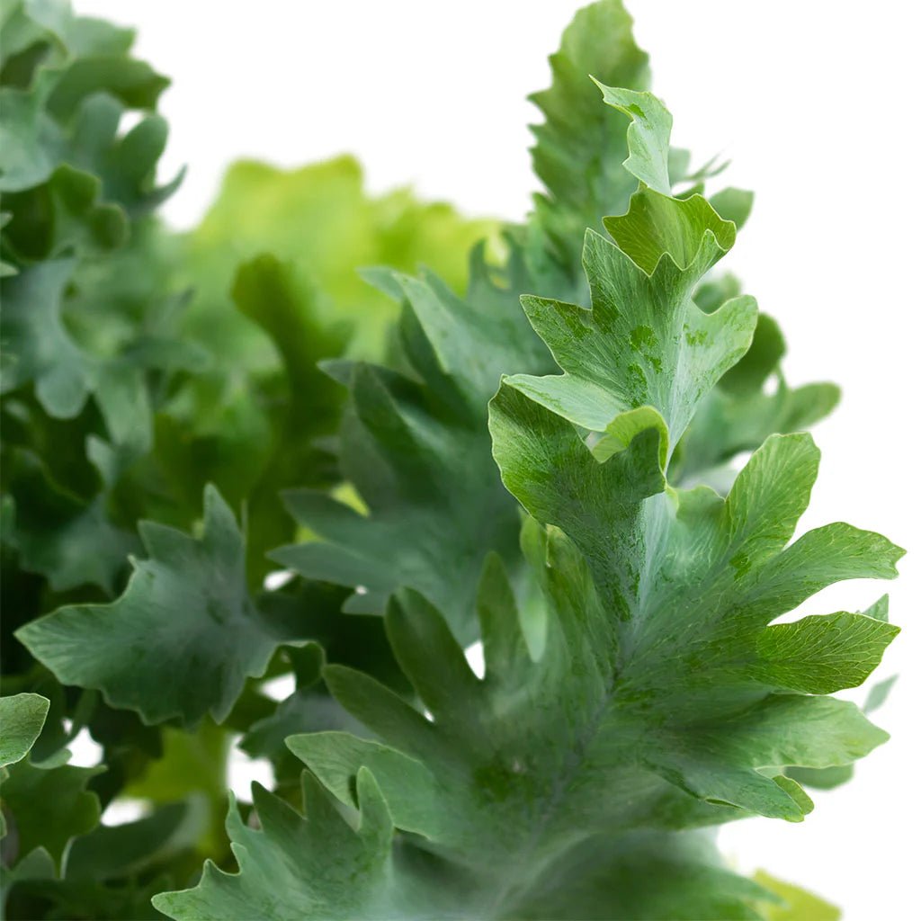 Blue Star Fern Davana Plant – Buy Now! – Ladybird Nursery