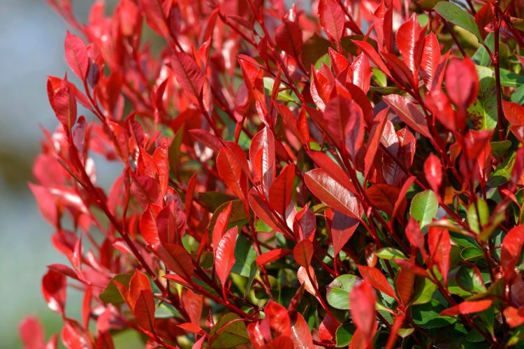 Photinia Red Robin - Ladybird Nursery