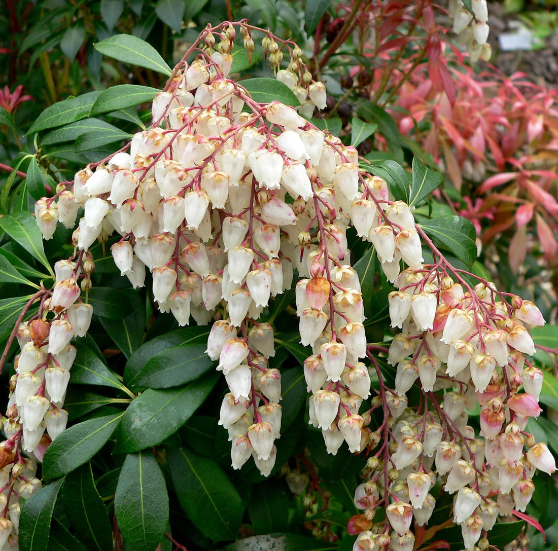 Pieris Assorted (Pieris spp.) - Ladybird Nursery
