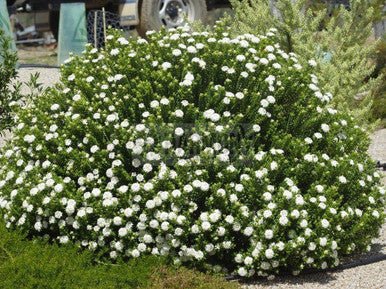 Pimelea ferruginea 'Snowball' - Ladybird Nursery