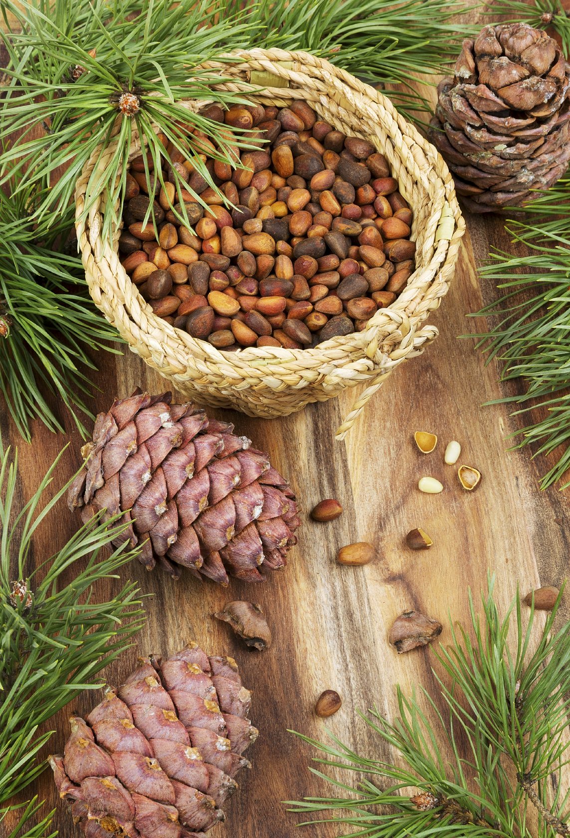 Pine Nut - Ladybird Nursery