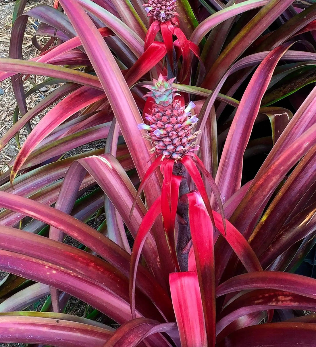 Pineapple 'Mila Red' (Ananas comosus)