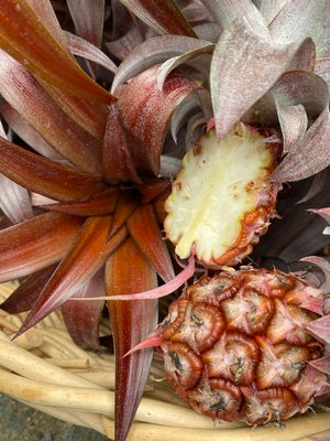 Pineapple 'Mila Red' (Ananas comosus)