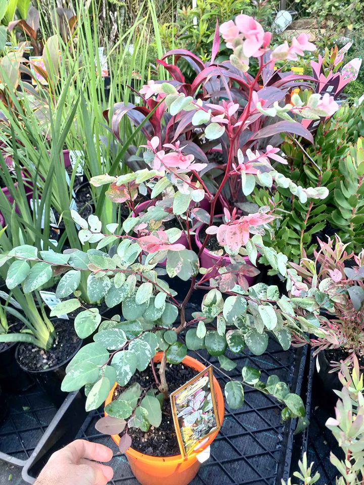 Breynia Nivosa Rosea