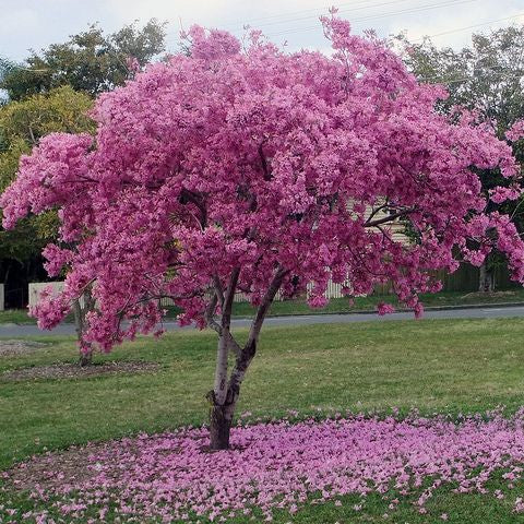 Pink Trumpet Tree (Tabebuia palmeri) - Ladybird Nursery