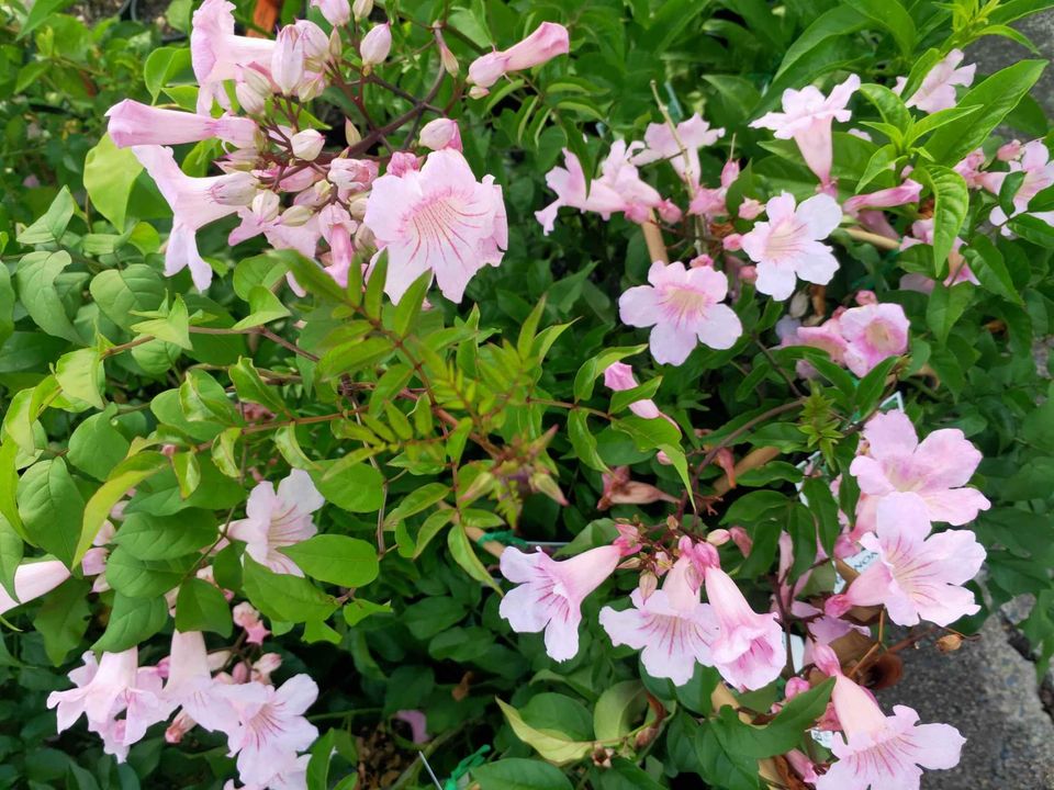 Pink Trumpet Vine (Bignonia Tecoma Pink) - Ladybird Nursery