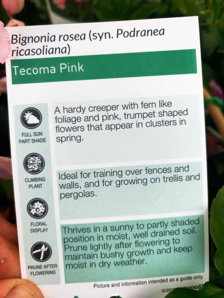 Pink Trumpet Vine (Bignonia Tecoma Pink) - Ladybird Nursery