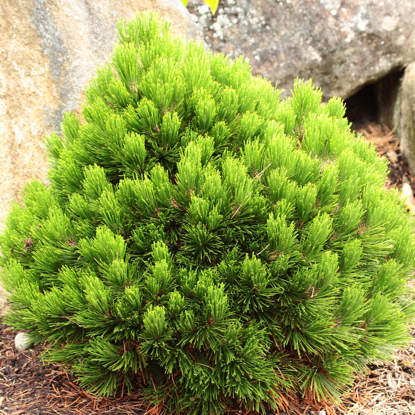 Bosnian Pine Smidtii (Pinus leucodermis) - Ladybird Nursery