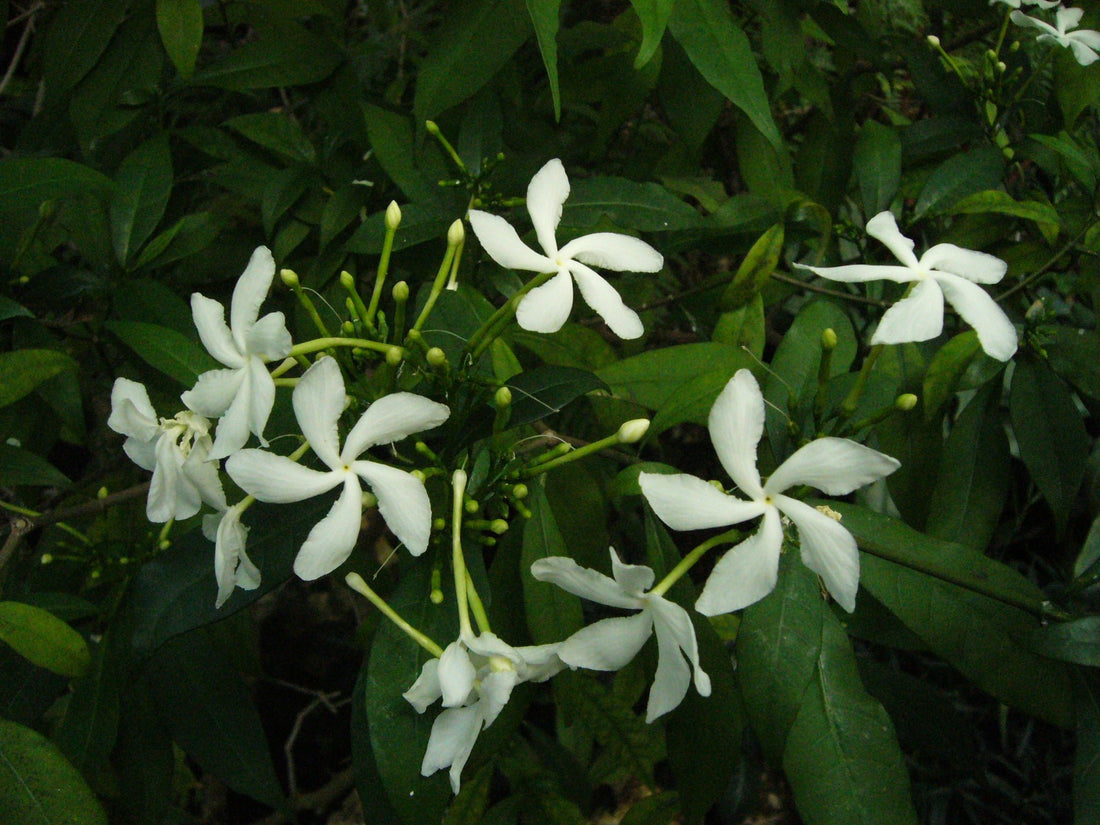 Pinwheel Flower ‘Sweet Love’ (Tabernaemontana corymbosa) - Ladybird Nursery
