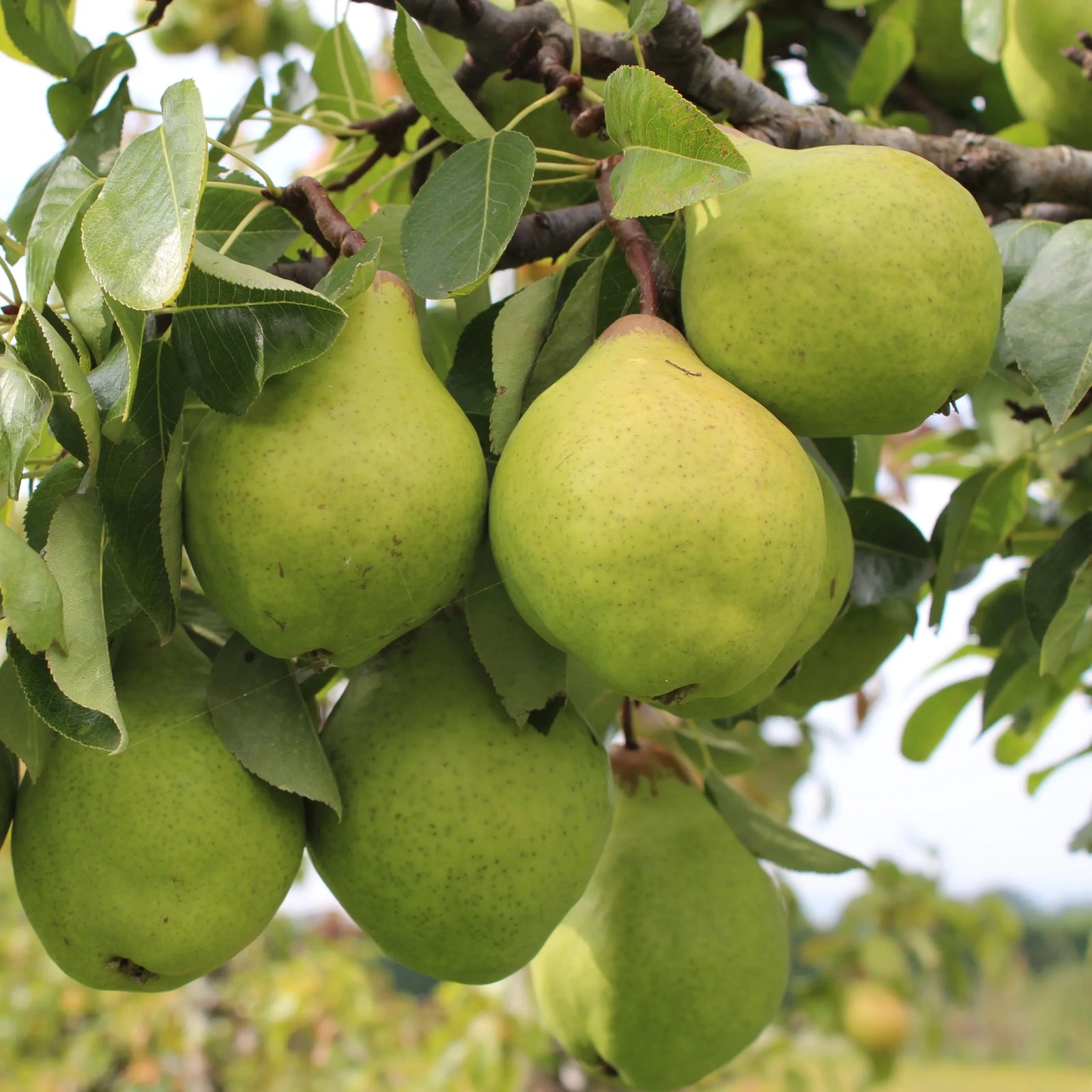 Dwarf Pear Pretty Face - Ladybird Nursery