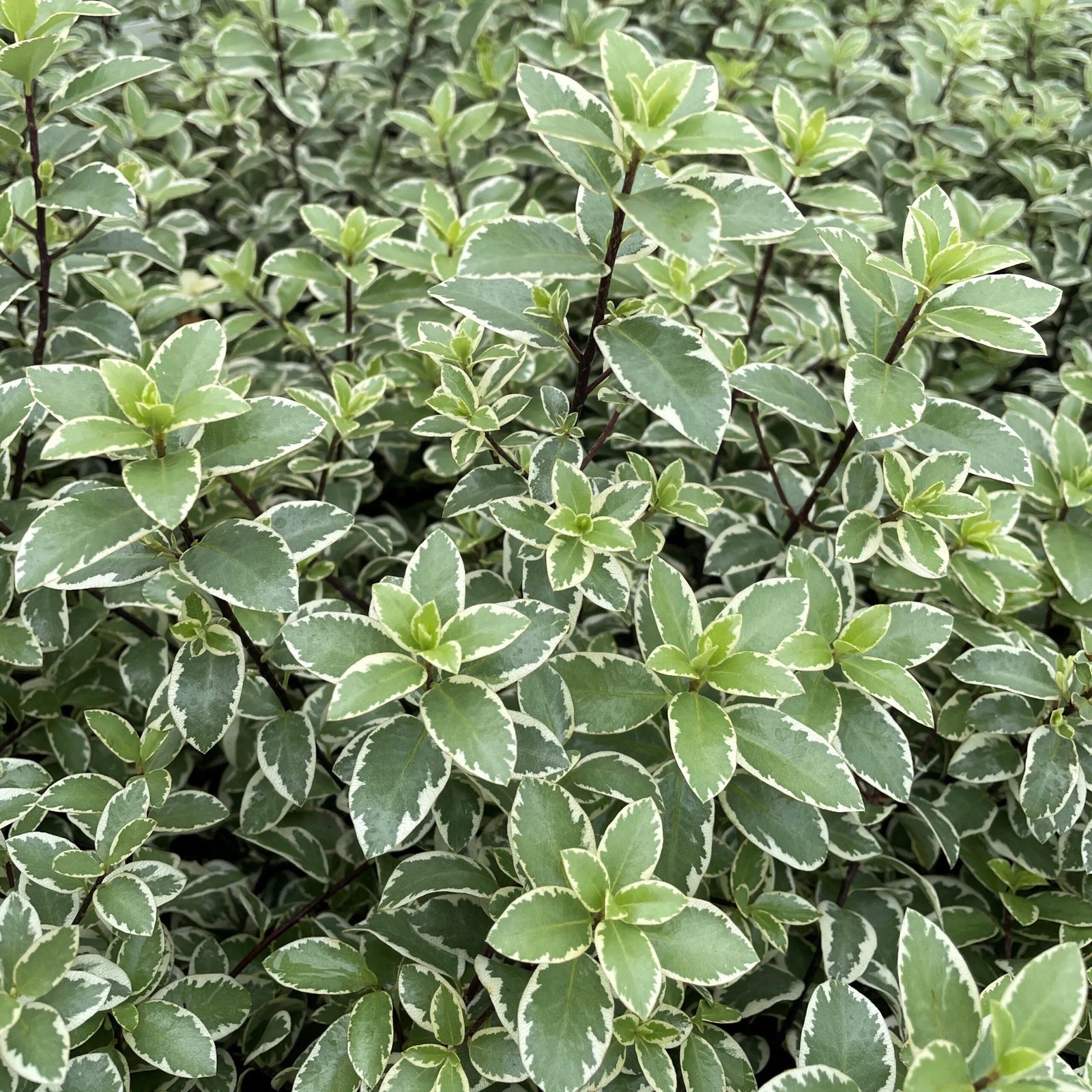 Variegated Kohuhu (Pittosporum tenuifolium) - Ladybird Nursery