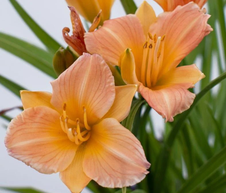 Daylily Stella Tangerine (Hemerocallis ) - Ladybird Nursery