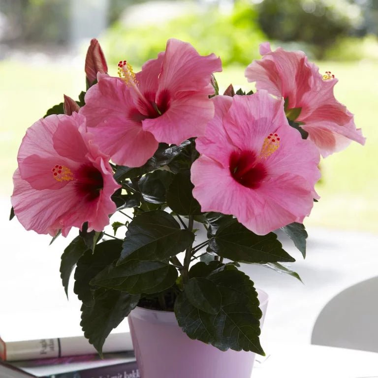Hibiscus Flamenco™ Adonicus Pink - Ladybird Nursery