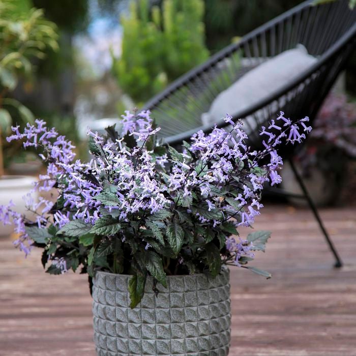 Plectranthus 'Mona Lavender' - Ladybird Nursery