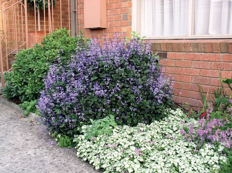 Plectranthus 'Mona Lavender' - Ladybird Nursery