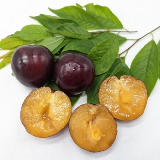 Plum 'Gulf Blaze' - Ladybird Nursery