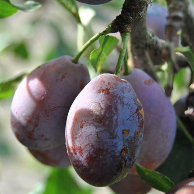 Plum Prune dAgen - Ladybird Nursery