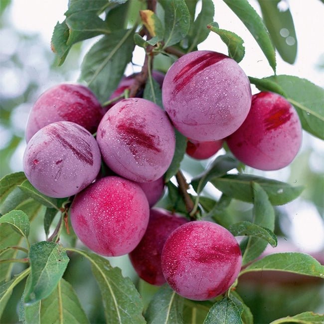 Dwarf Plum 'Santa Rosa' - Ladybird Nursery