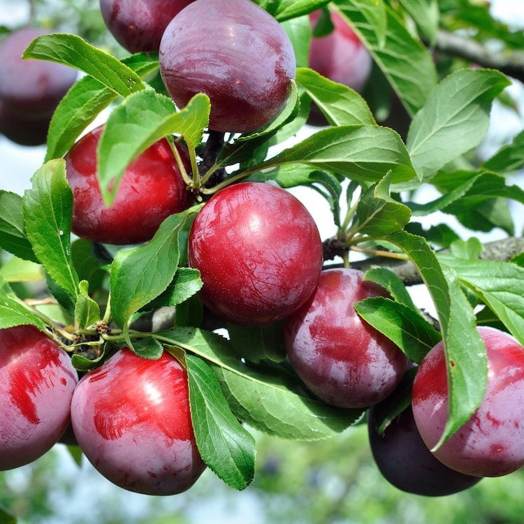 Dwarf Plum 'Satsuma' - Ladybird Nursery