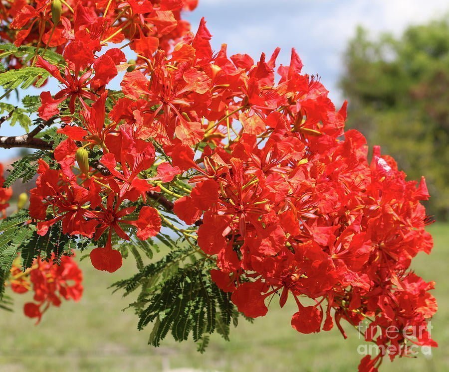 Poinciana Tree - Ladybird Nursery