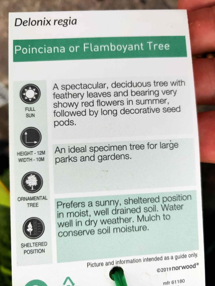 Poinciana Tree - Ladybird Nursery