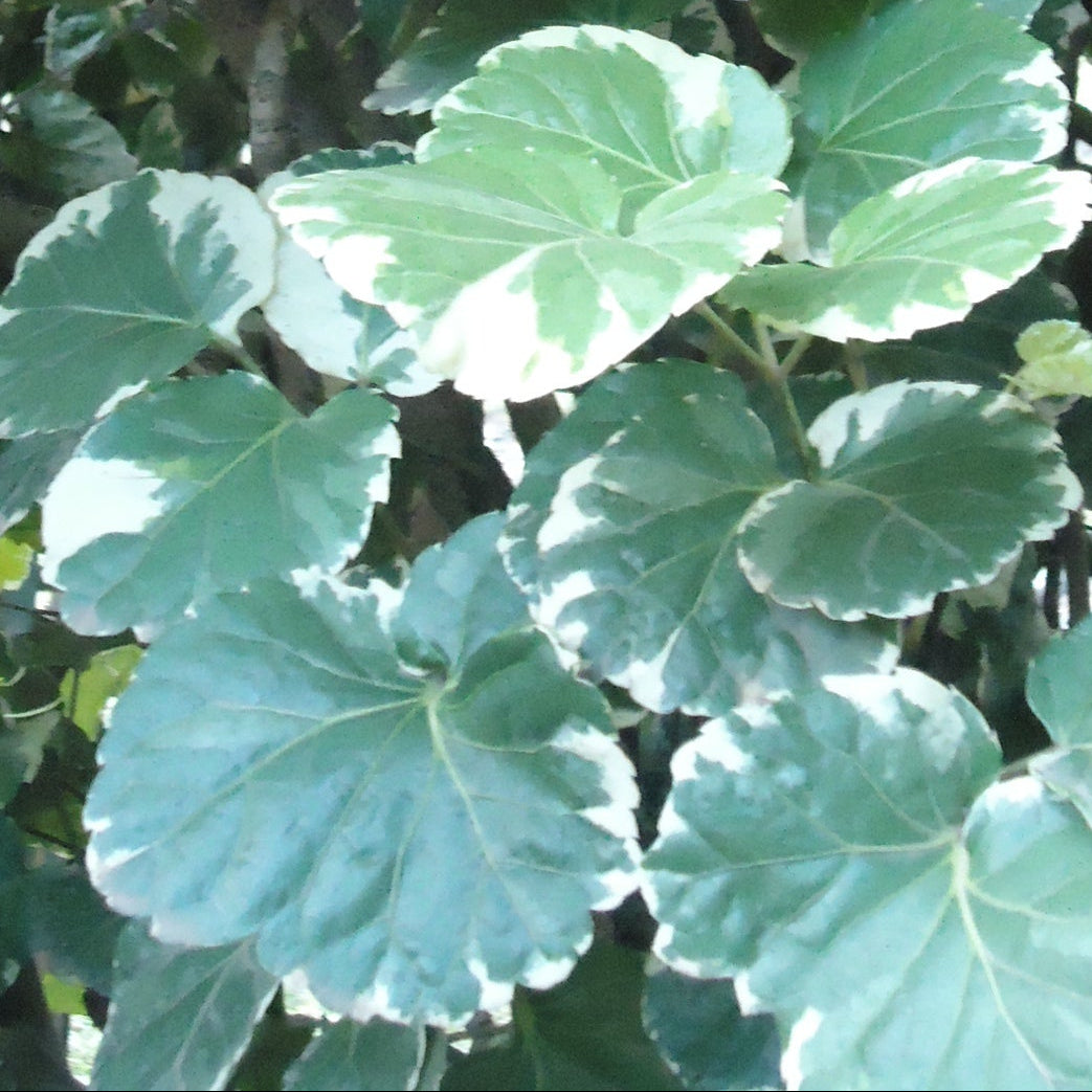 Polyscias guilfoylei