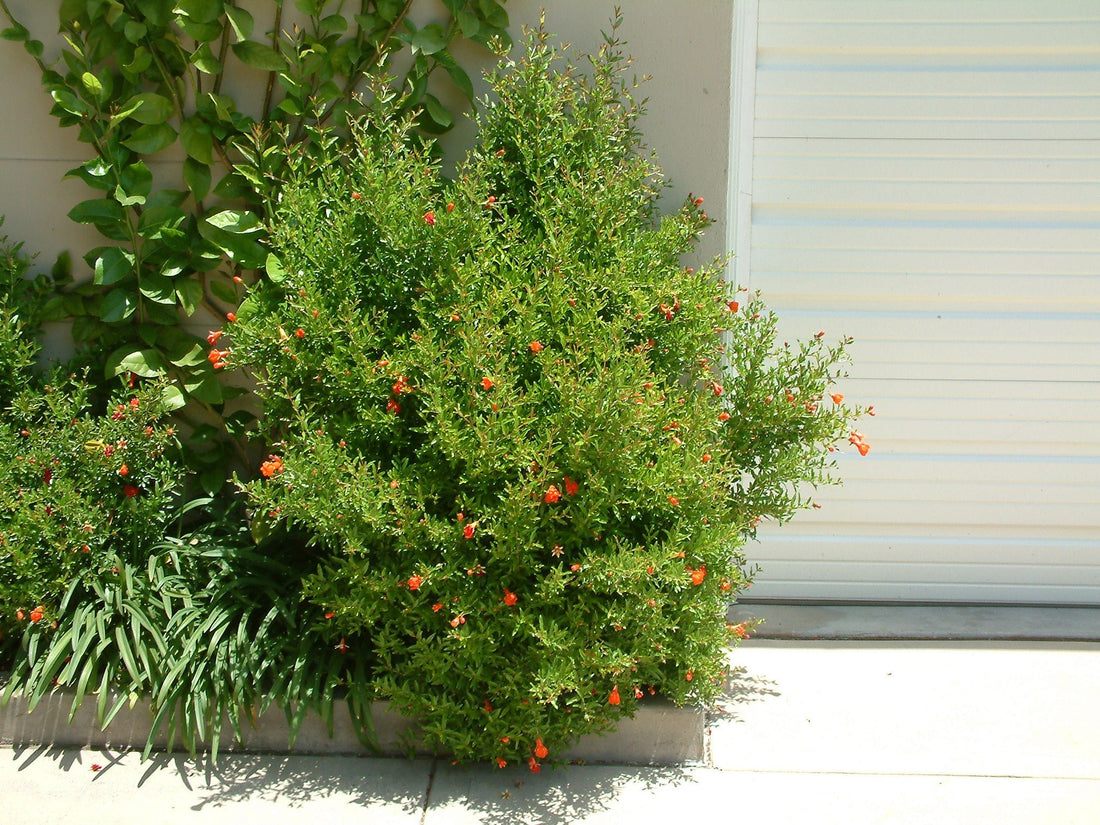 Pomegranate Dwarf (Punica granatum 'Nana') - Ladybird Nursery