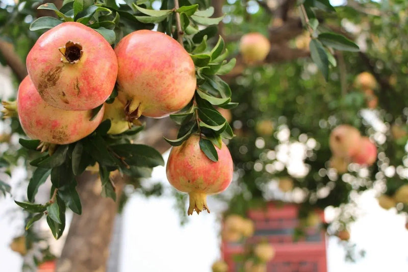 Pomegranate 'Galusha Rosavaya' - Ladybird Nursery