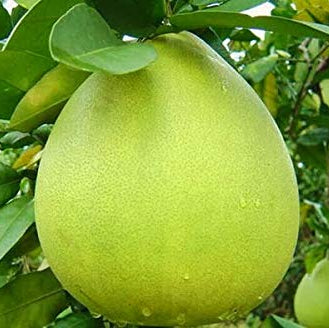 Nam Roi Pomelo (QLD Only) - Ladybird Nursery