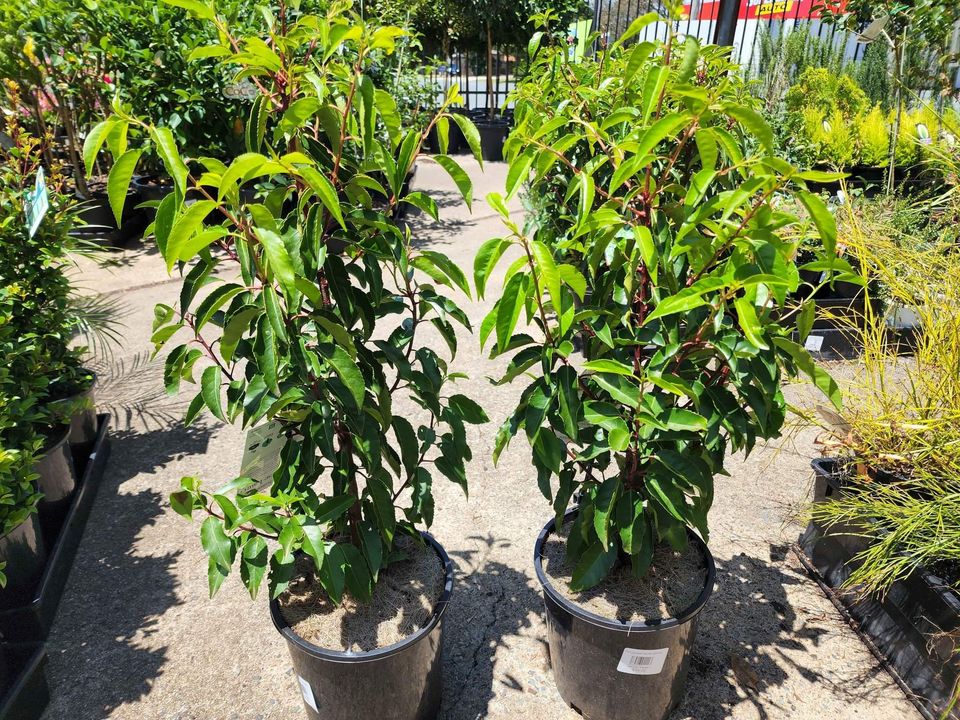Portuguese Laurel - Ladybird Nursery
