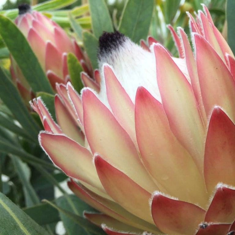 Protea 'Possum Magic' - Ladybird Nursery