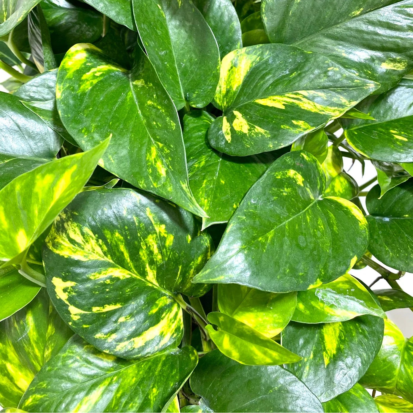 Pothos 'Green Gold' (Epipremnum aureum) - Advanced (PICK UP ONLY) - Ladybird Nursery