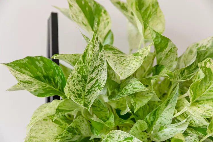 Pothos 'Snow Queen' (Epipremnum aureum) - Ladybird Nursery
