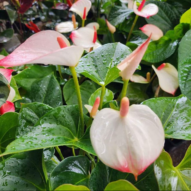 Princess Amalia Anthuriums - Ladybird Nursery