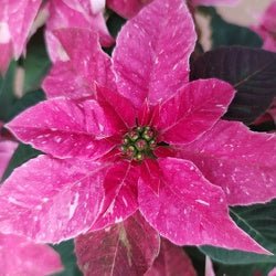 Princettia 'Sparkling Rose' - Ladybird Nursery