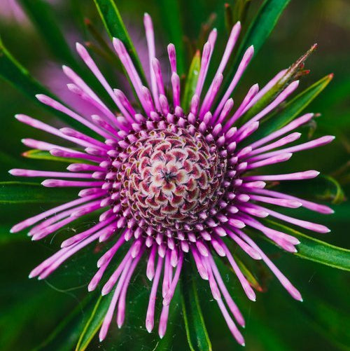 Isopogon ‘Candy Cones’ - Ladybird Nursery