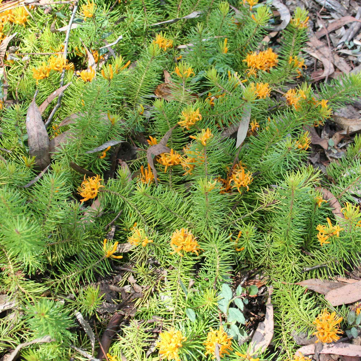 Mountain Geebung (Persoonia chamaepitys)