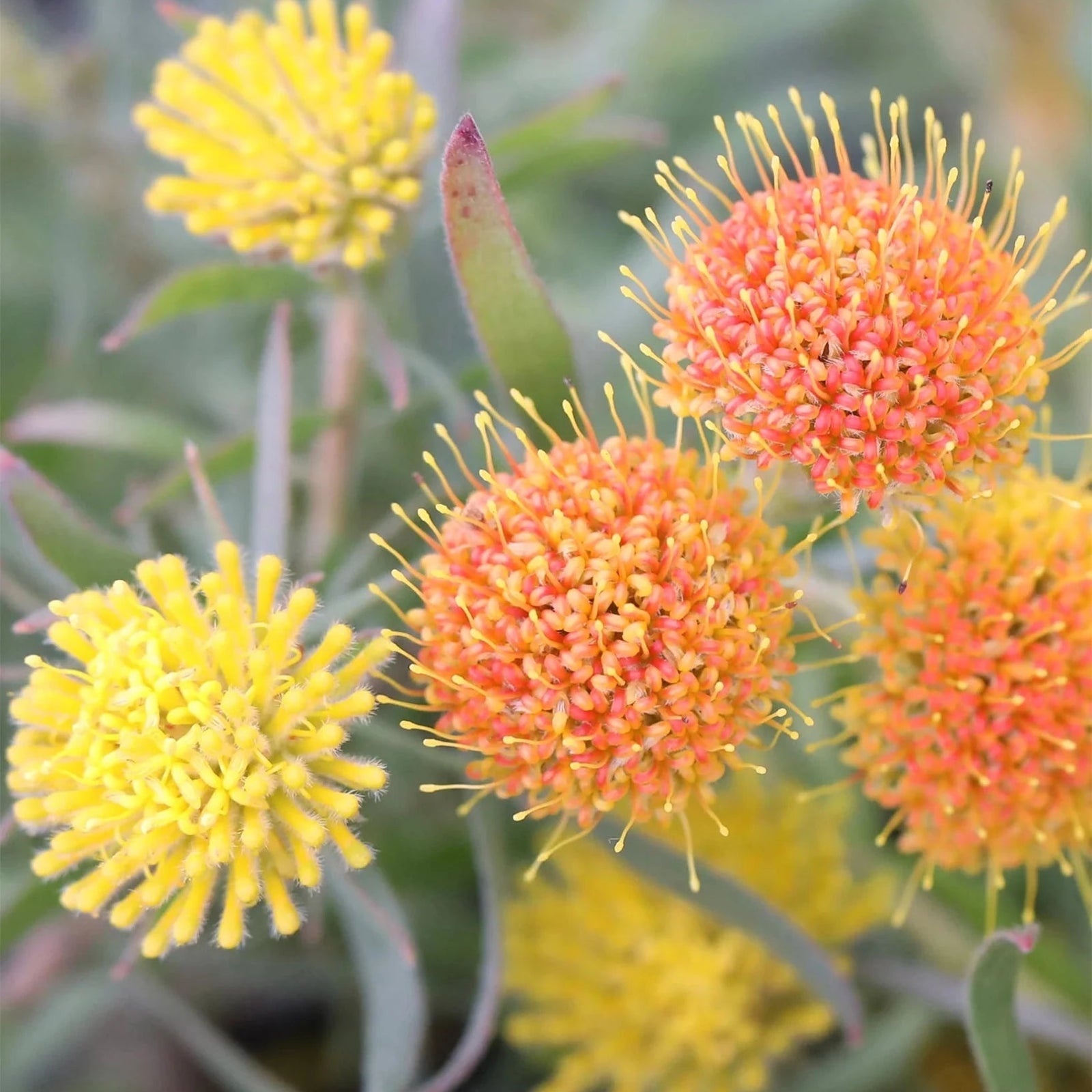 Leucospermum prostratum - Ladybird Nursery
