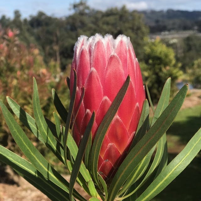 Protea 'Eclipse' - Ladybird Nursery