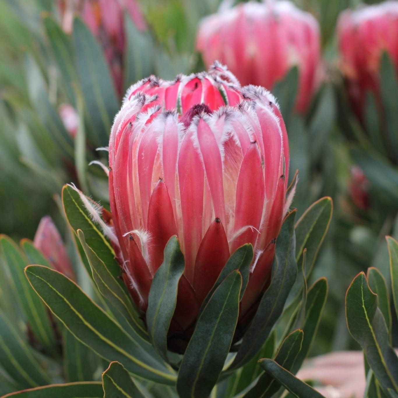 Protea 'Frosted Fire' - Ladybird Nursery