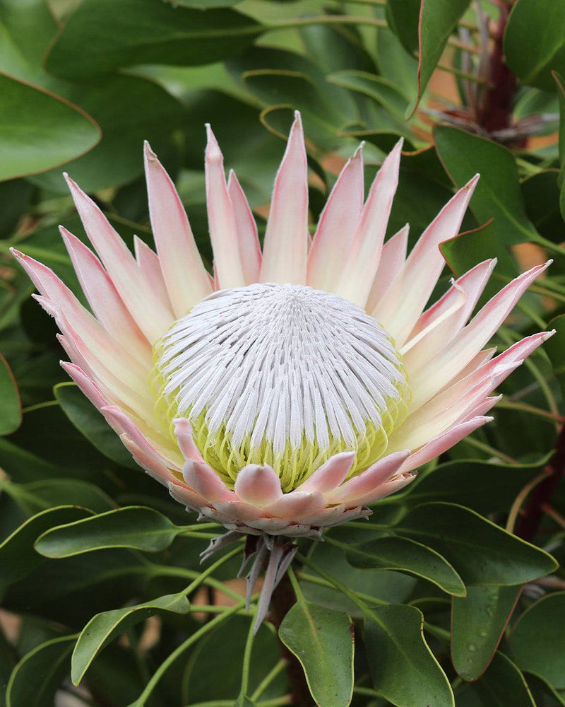 Protea 'King Pink'