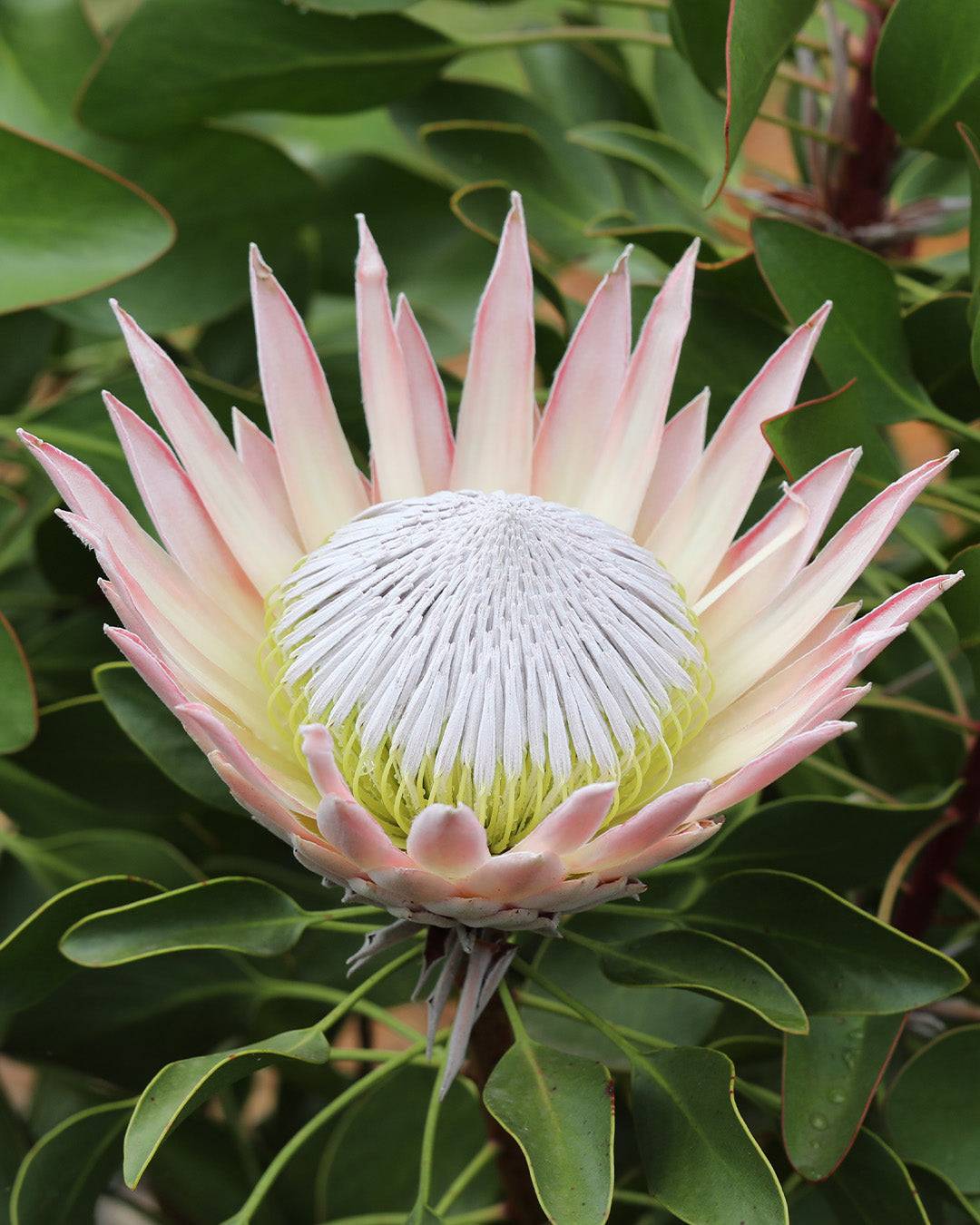 Protea 'King Pink' - Ladybird Nursery