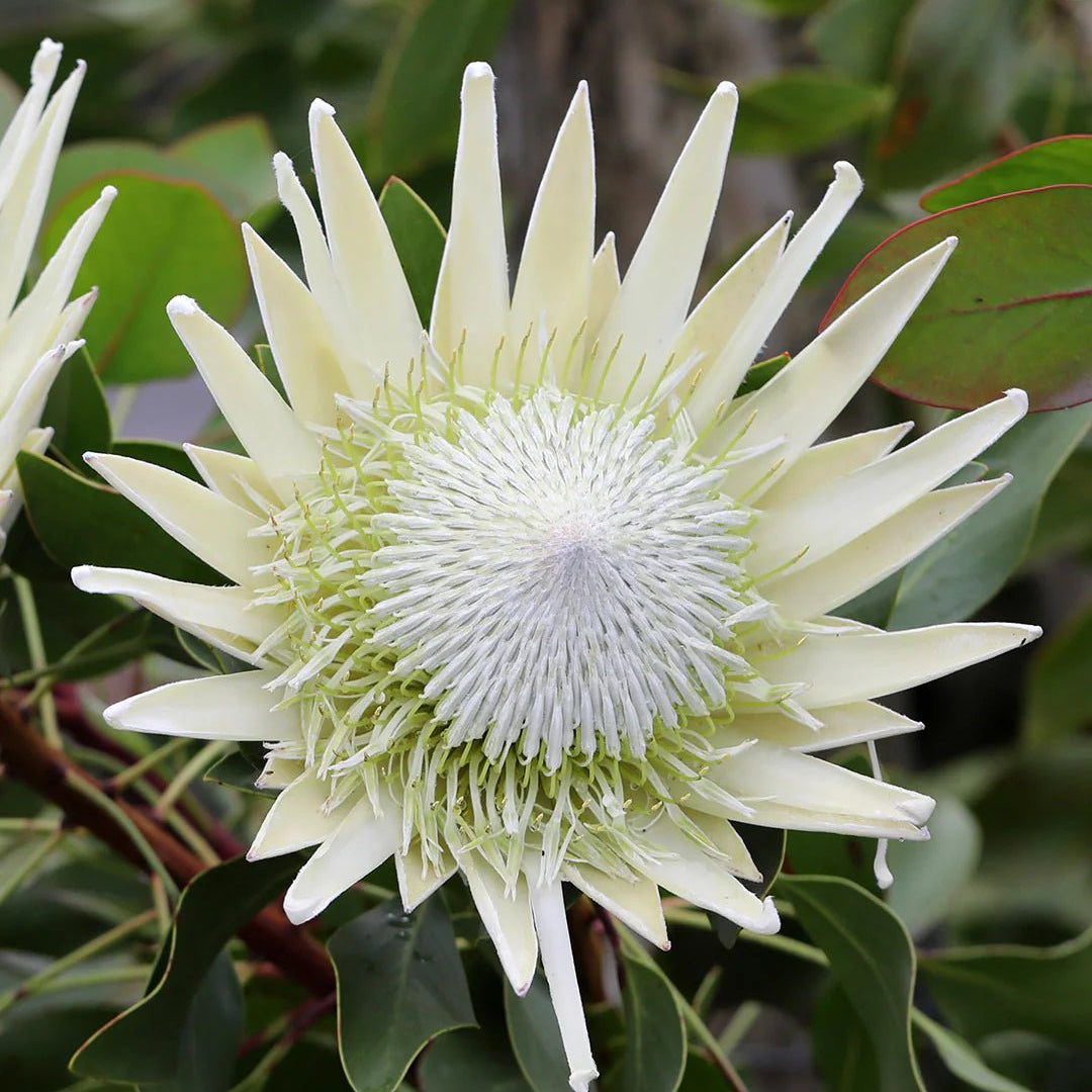 Protea 'King White' - Ladybird Nursery