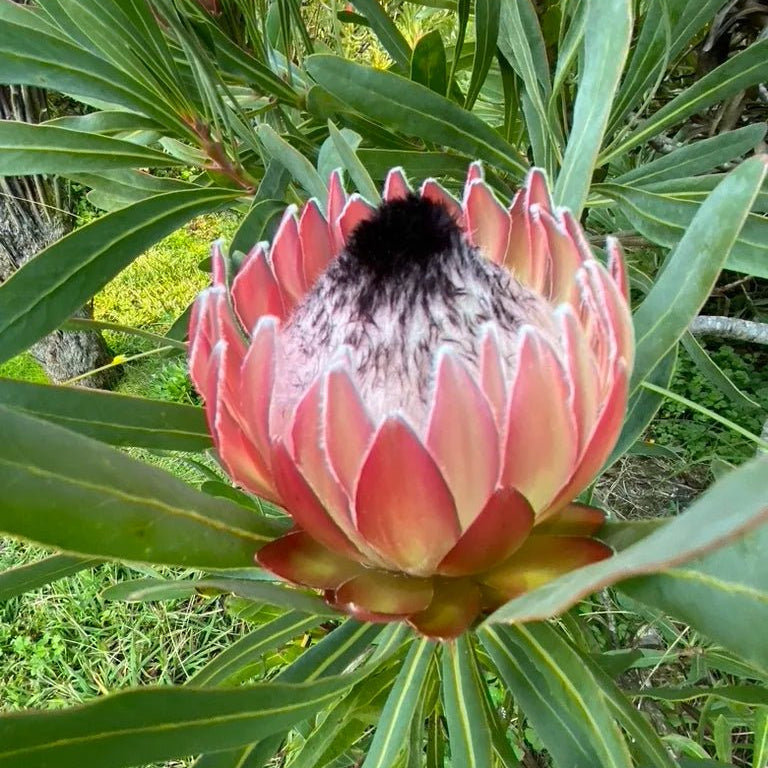 Protea 'Possum Magic' - Ladybird Nursery