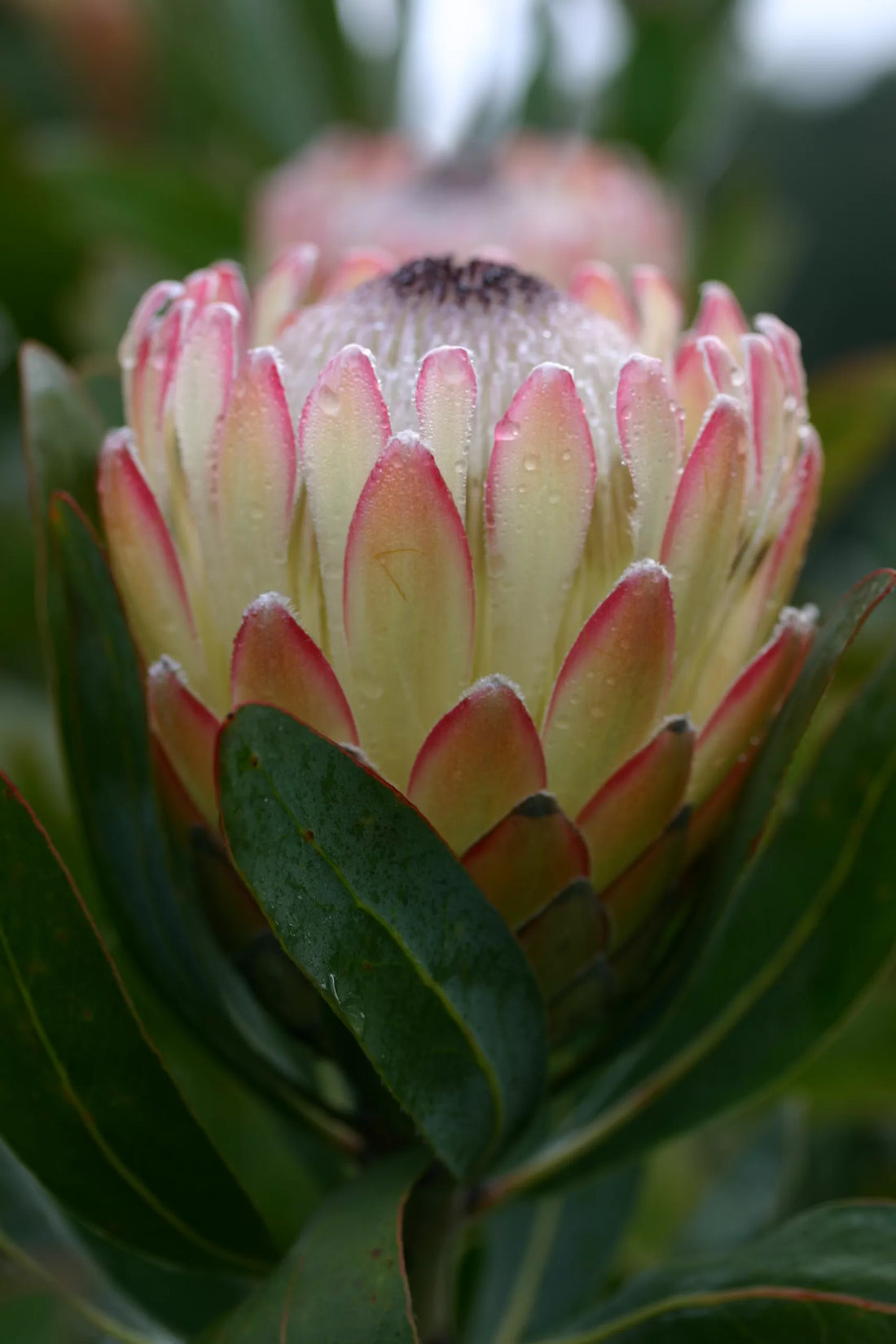 Protea 'Susara' - Ladybird Nursery