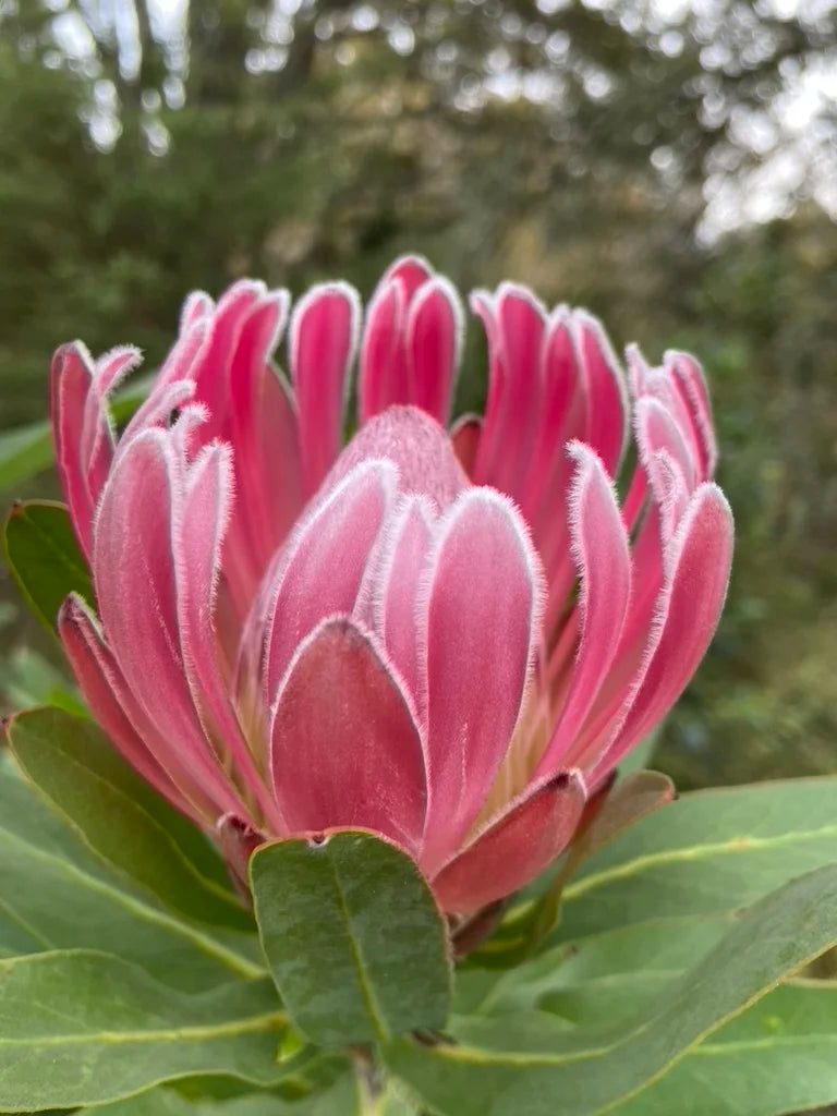Protea 'Christine'