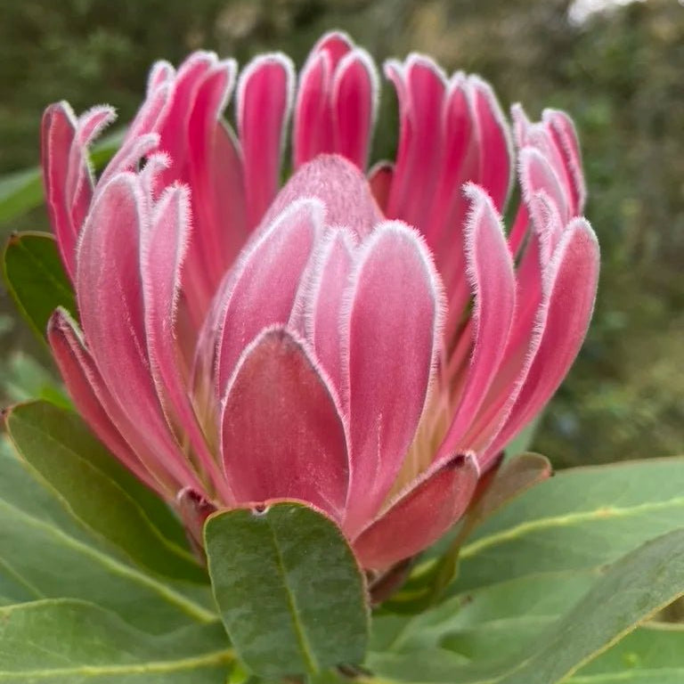 Protea 'Christine' - Ladybird Nursery
