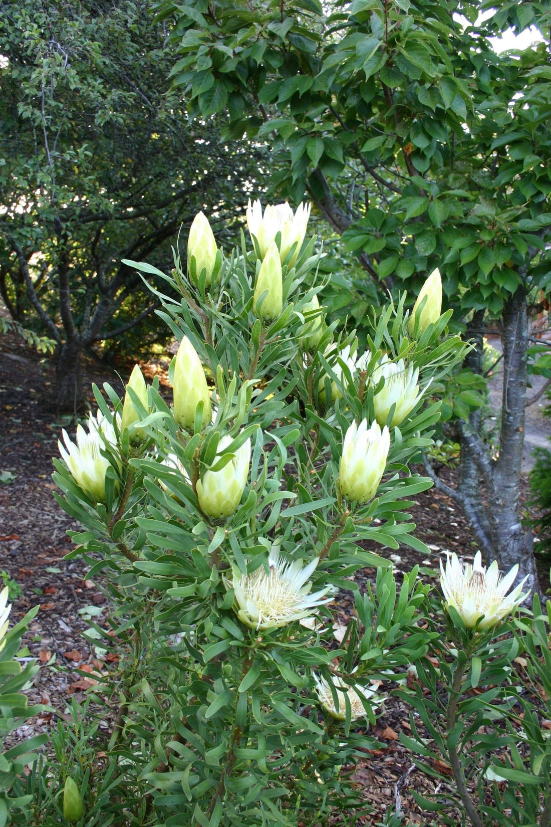 Protea 'Honeyglow' - Ladybird Nursery