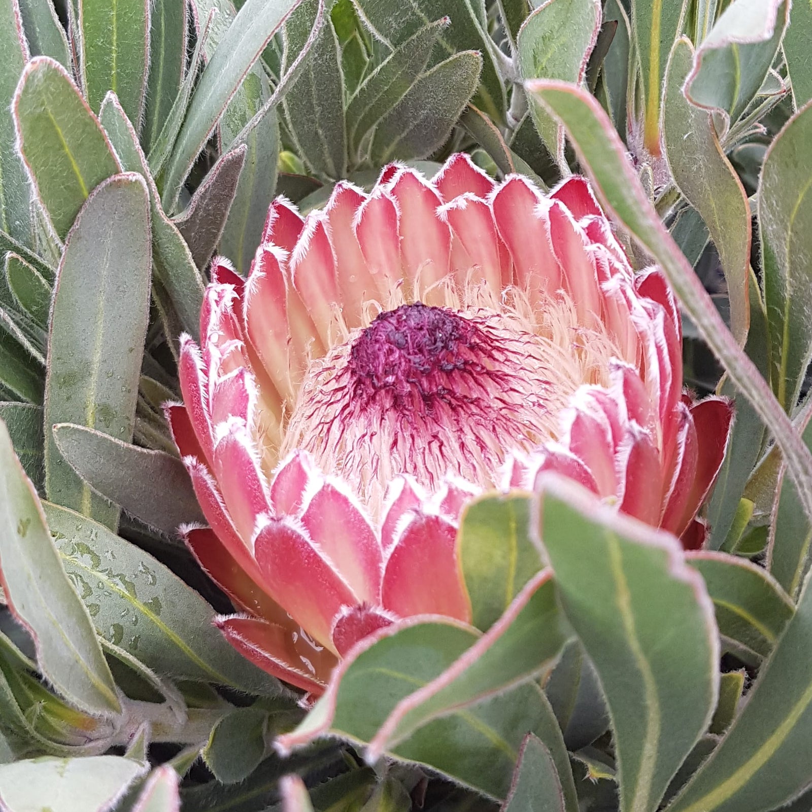 Protea 'Juliet' - Ladybird Nursery