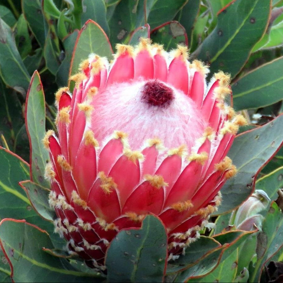 Protea 'Queen' - Ladybird Nursery